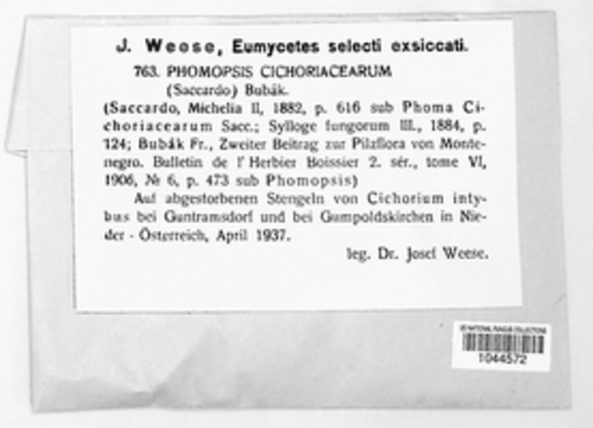 Phomopsis cichoracearum image